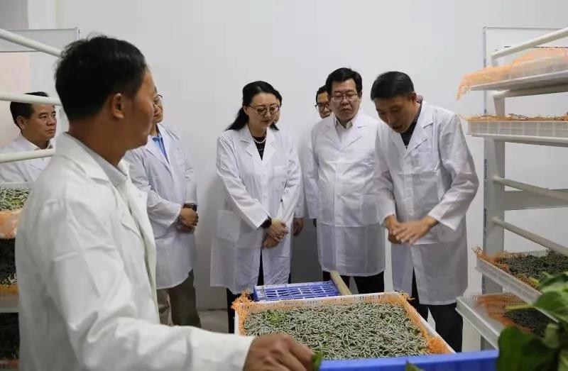 省国资委党委副书记、副主任贺宇出席龙8唯一官网定点帮扶村英德市镇南村蚕桑产业基地开业仪式